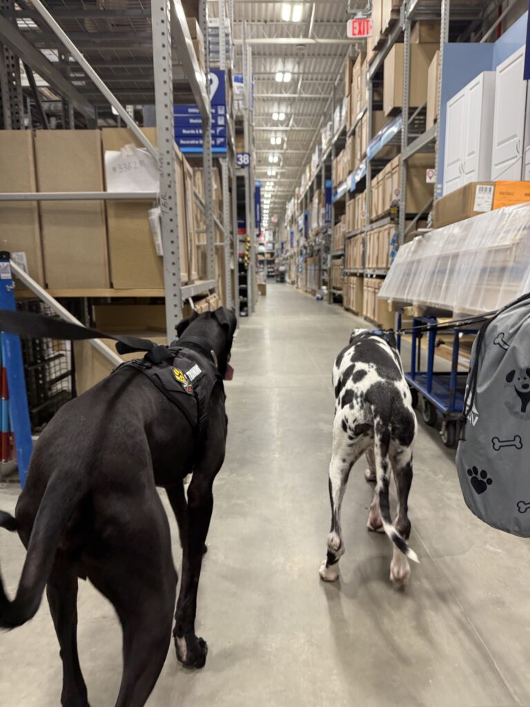 Dogs in the aisles of a hardware store